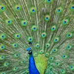 peacock ios wallpaper