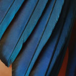 blue feather ios 12 stock wallpaper for iphone