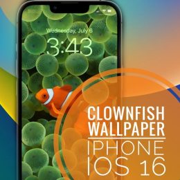 Clownfish wallpaper on iPhone iOS 16