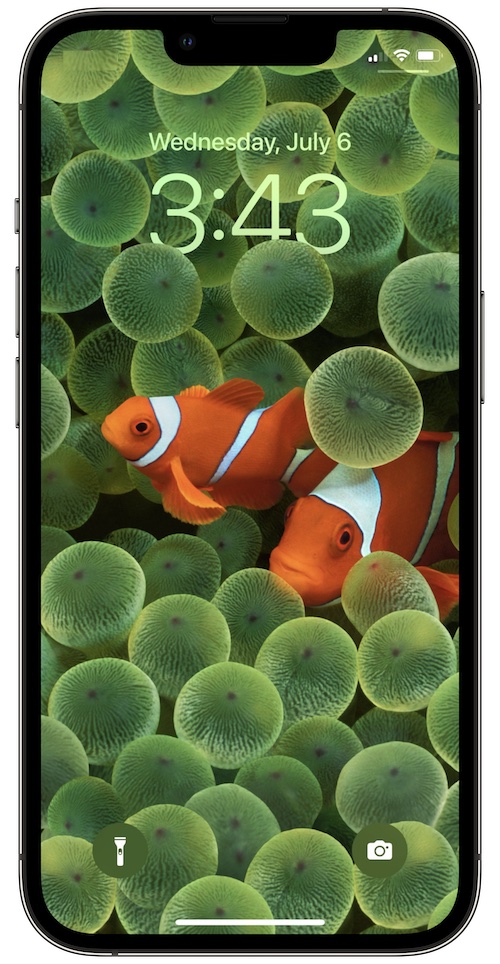 clownfish wallpaper on iPhone 13 Pro